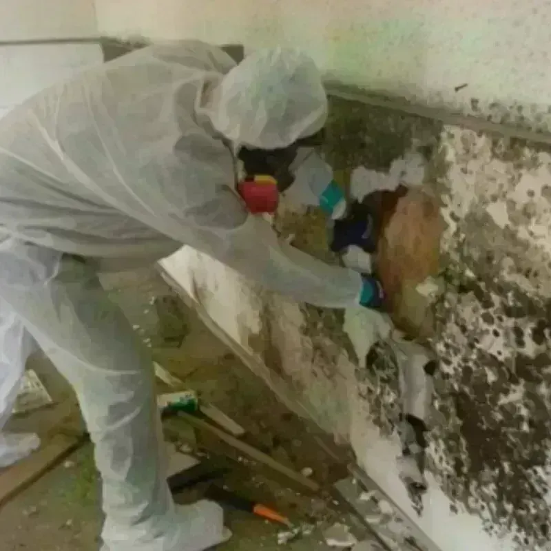 Mold Remediation and Removal in New Bremen, OH